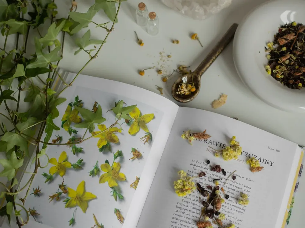 Livre ouvert sur les plantes, fleurs jaunes et herbes séchées, à côté d'une tasse et de plantes vertes